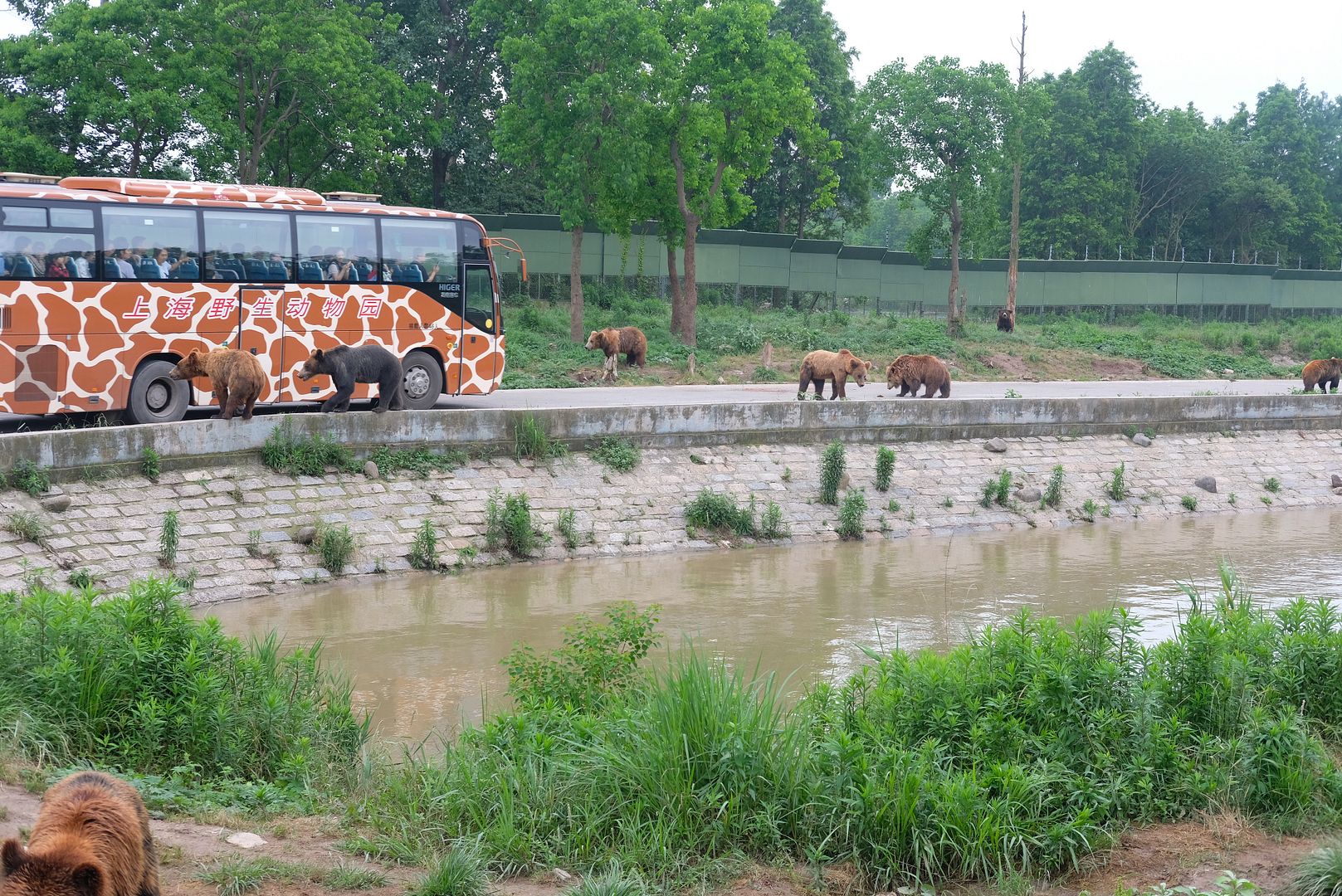 Shanghai Wild Animal Park - Drive Through a Safari, Meet Baby Tigers